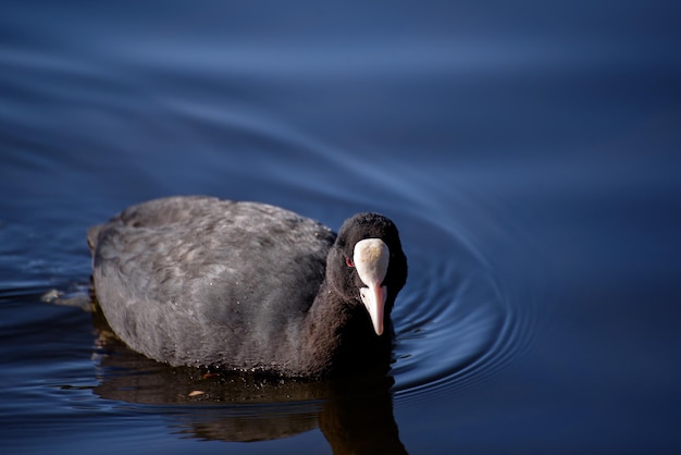 Un'anatra sta nuotando nell'acqua