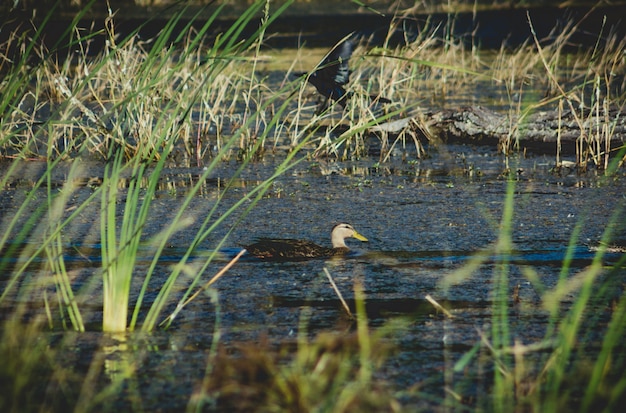 Un&#39;anatra sull&#39;acqua con erba che lo nasconde che cerca fondo