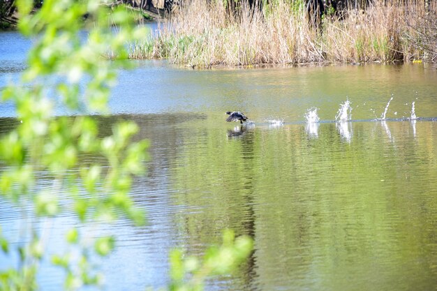 Un'anatra vola dalla superficie dell'acqua del lago, sbattendo le ali. Parte dello sfondo è sfocata