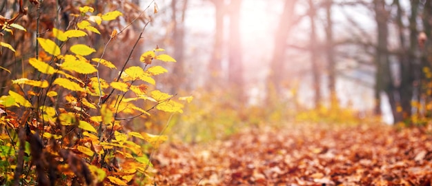 Un angolo pittoresco della foresta con foglie gialle sugli alberi nelle giornate soleggiate