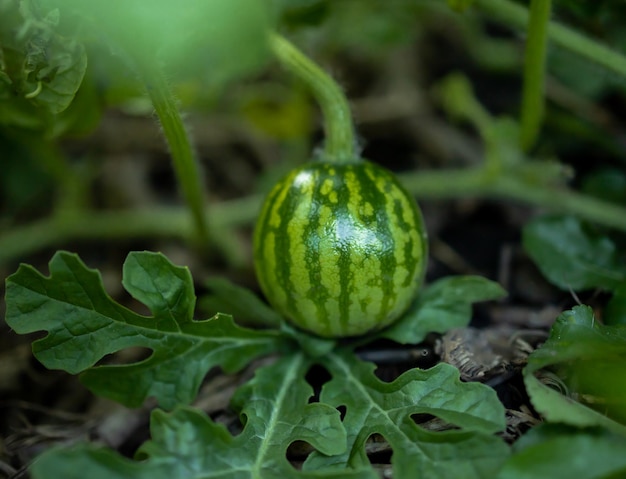 Un'anguria in fase di crescita