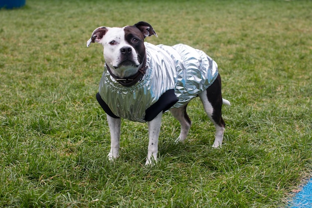 Un animale domestico durante una passeggiata in abiti alla moda Cane sul campo di allenamento