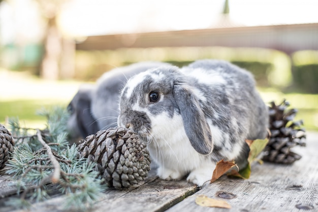 Un animale domestico sveglio di due coniglietti che cammina su una tavola di legno con i pini all'aperto