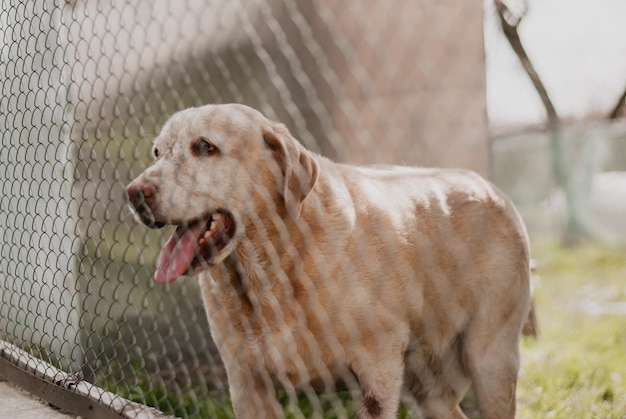 un animale in gabbia il cane dietro la rete labrador