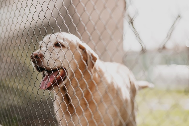 un animale in gabbia il cane dietro la rete labrador