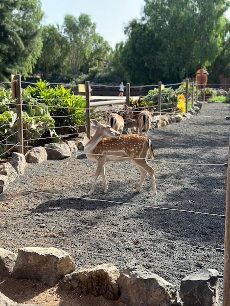 Un animale selvaggio che passeggia vicino a una recinzione in un campo erboso