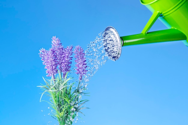 Un annaffiatoio di fiori di lavanda. Concetto di giornata mondiale dell'acqua.