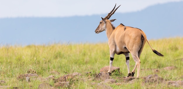 Un'antilope Elend nella savana tra le diverse piante