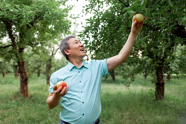 Un anziano asiatico raccoglie mele mature dall'albero nel giardino un anziano coreano controlla il raccolto di frutta