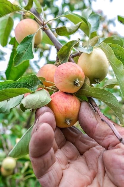 un anziano giardiniere esamina il frutto maturo di un albero di mele