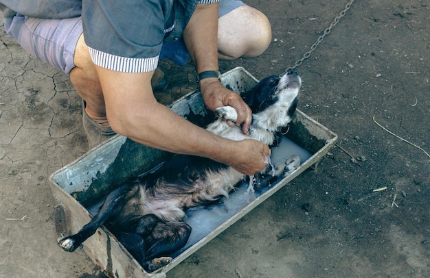 Un anziano uomo caucasico con abiti vecchi e un berretto strappato bagna il suo cane per le pulci in una mangiatoia di ferro con acqua medicinale vista dall'alto