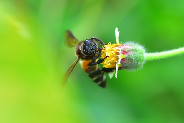 un&#39;ape appollaiata sul bel fiore