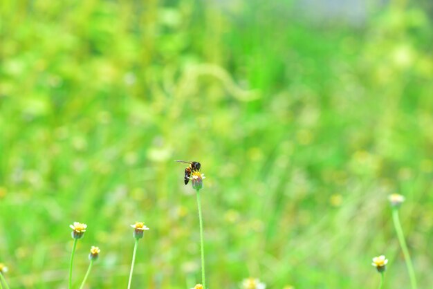 un&#39;ape appollaiata sul bel fiore