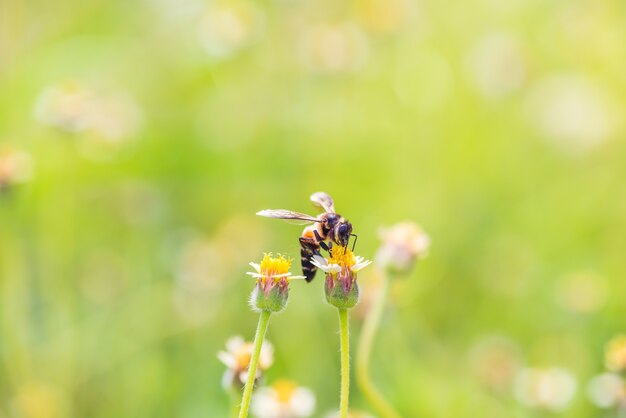 un&#39;ape appollaiata sul bel fiore