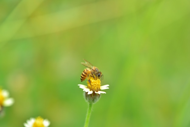 un&#39;ape appollaiata sul bel fiore