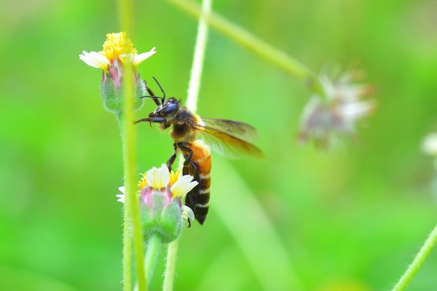 un&#39;ape appollaiata sul bel fiore