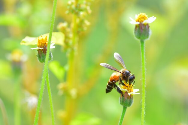 un&#39;ape appollaiata sul bel fiore