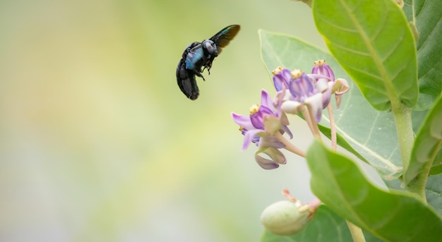 Un'ape carpentiere tropicale Xylocopa Latipes attrae con la fragranza dei fiori della corona