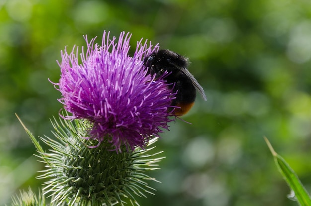 Un'ape che raccoglie il polline da un fiore viola