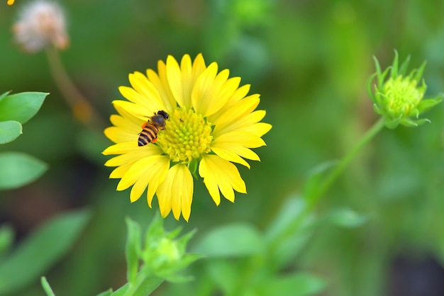 un&#39;ape che vola verso il bel fiore