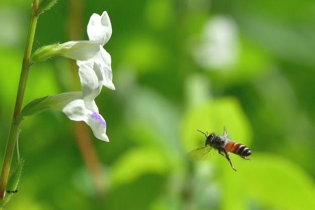 un&#39;ape che vola verso il bel fiore