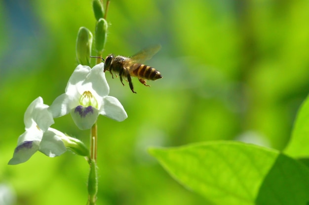 un&#39;ape che vola verso il bel fiore