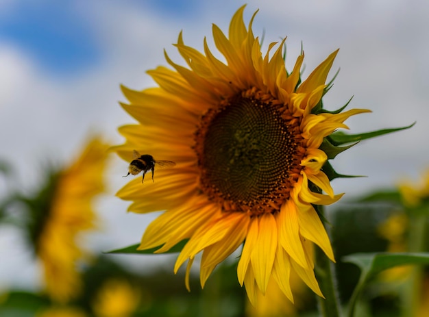 Un'ape che vola verso un girasole