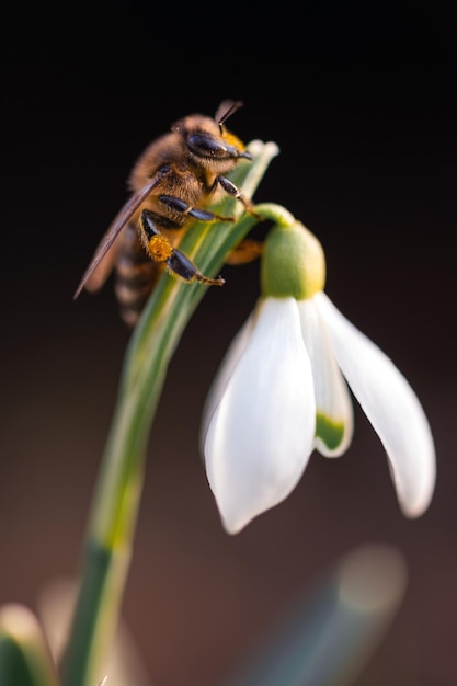 Un'ape di lavoro che raccoglie il polline su un fiore bianco di bucaneve