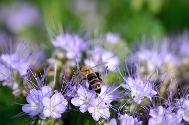 Un'ape è su un fiore viola che raccoglie nettare sulla macro isolata prato