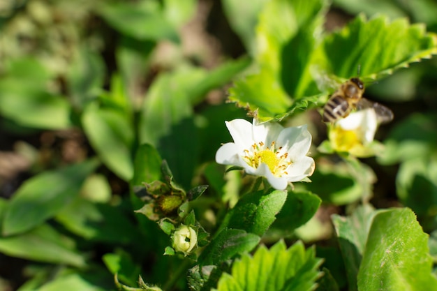 Un'ape impollina un fiore di fragola nel giardino
