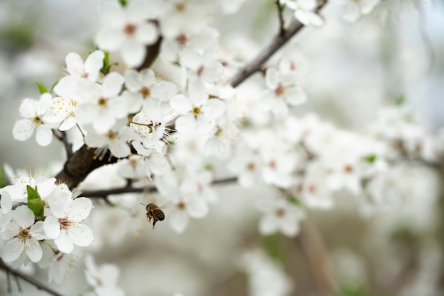 Un&#39;ape laboriosa raccoglie il miele sui meravigliosi fiori di prugna selvatica in una giornata di sole calda e primaverile.