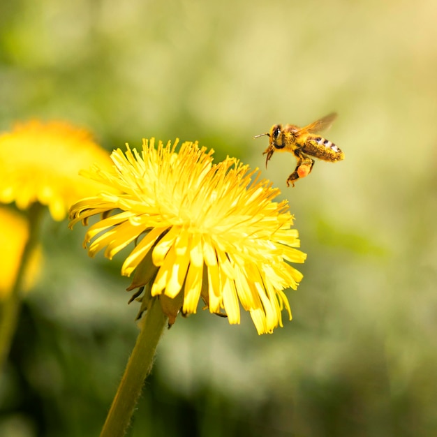 Un'ape raccoglie il miele dai denti di leone sullo sfondo di fiori sfocati al sole