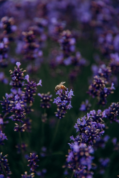 Un'ape raccoglie il miele dalla lavanda