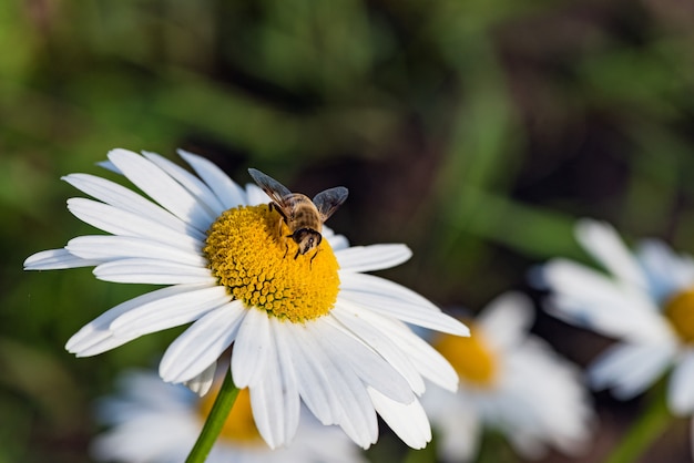 Un'ape raccoglie il nettare su un fiore