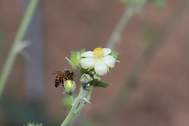 Un'ape raccoglie il polline da una gemma dell'arbusto Cistus monspeliensis