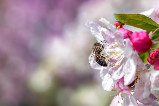 Un'ape raccoglie il polline dai fiori di melo Sfondi estivi e primaverili Melo bianco in fiore Posto per un'iscrizione Copyspace