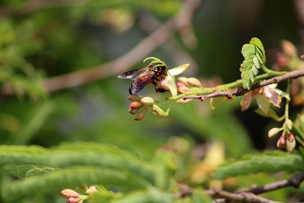 Un'ape seduta su un fiore di tamarindo