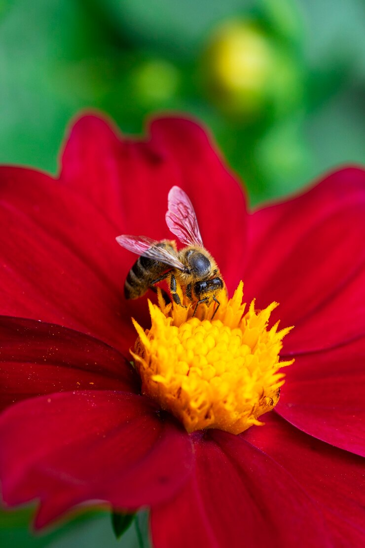 Un'ape selvatica raccoglie il nettare da un grande fiore rosso brillante in estate.