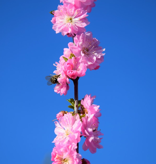 Un'ape si siede su un bellissimo albero di ciliegio