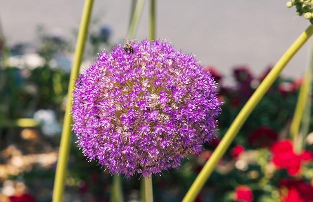 Un'ape si siede su un fiore a forma di palla