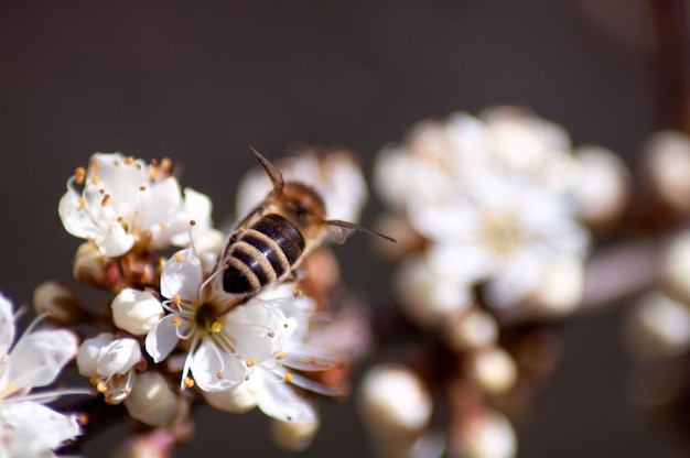 Un'ape si siede su un fiore con fiori bianchi sullo sfondo.