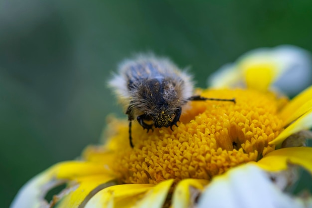 Un'ape siede su un fiore giallo con un centro bianco.