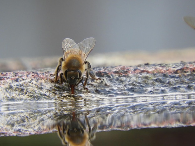 Un'ape sta bevendo acqua da una pozza d'acqua