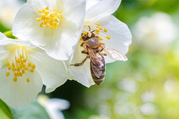 Un'ape su un fiore bianco