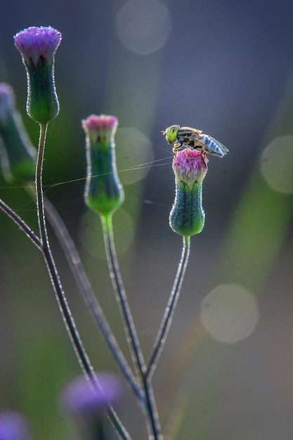 Un'ape su un fiore con una coda a strisce verdi e blu.