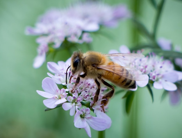 Un'ape su un fiore con uno sfondo verde