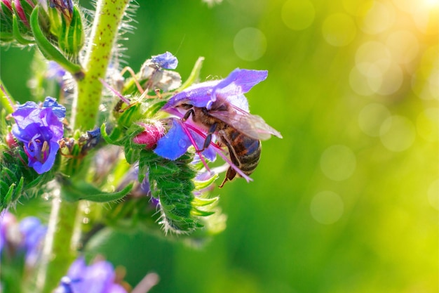 Un'ape su un fiore con uno sfondo verde