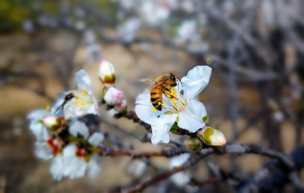 Un'ape su un fiore di ciliegio Israele marzo 2023 Girato su un fuoco selettivo del telefono