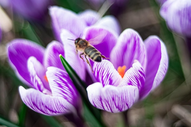 Un'ape su un fiore di croco viola