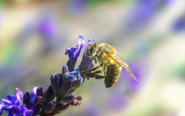 Un'ape su un fiore di lavanda viola profumato Messa a fuoco morbida selettiva